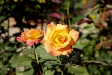 Sunshine, raindrops, and Tango roses