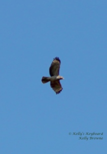 Hawk flying through the February Sky