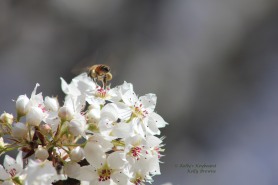 Honey Bee and Pear Blossoms