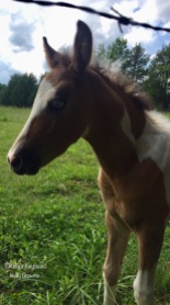 The baby colt's name is Surprise. Look at those blue eyes!